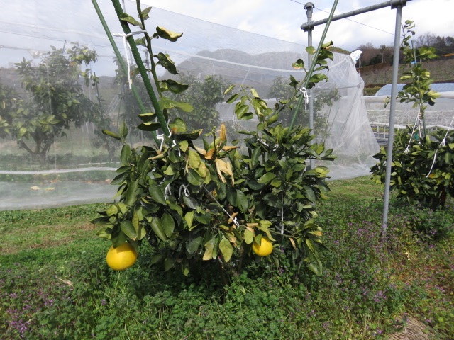 树体 (MAFF, Japan)