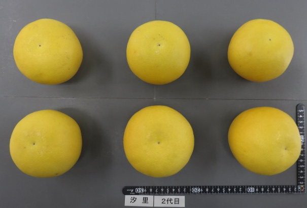 果实 (MAFF, Japan)