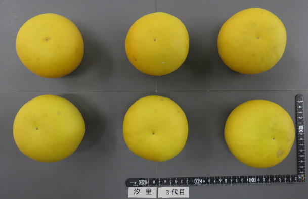 果实 (MAFF, Japan)