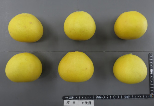 果实 (MAFF, Japan)