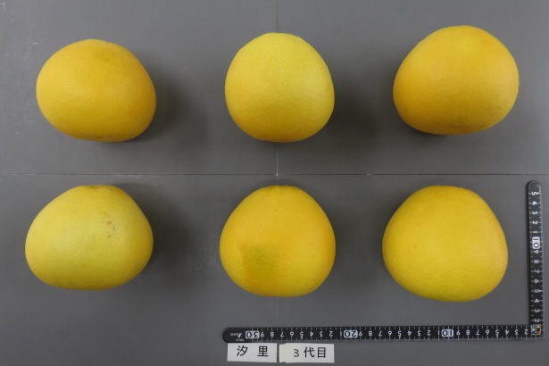 果实 (MAFF, Japan)