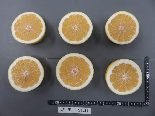 果实 (MAFF, Japan)