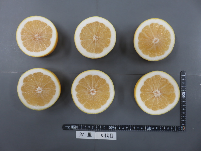 果实 (MAFF, Japan)