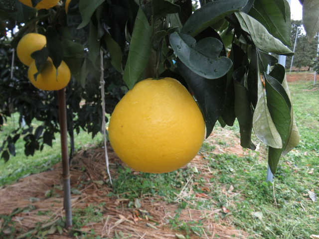 果实 (MAFF, Japan)