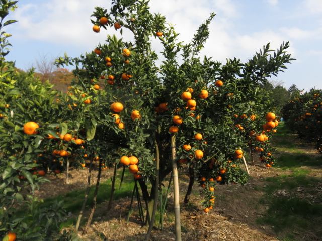 树体 (MAFF, Japan)