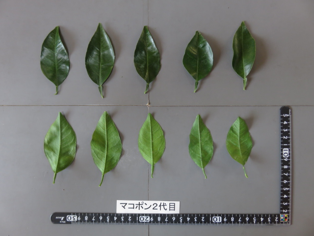 树体 (MAFF, Japan)