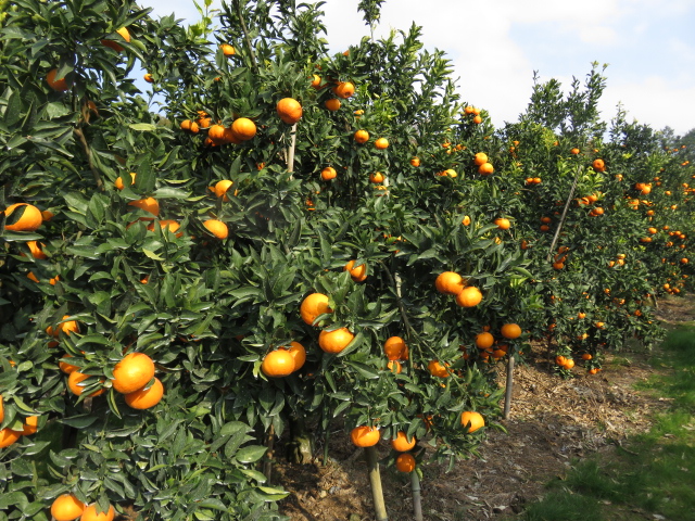 果实 (MAFF, Japan)