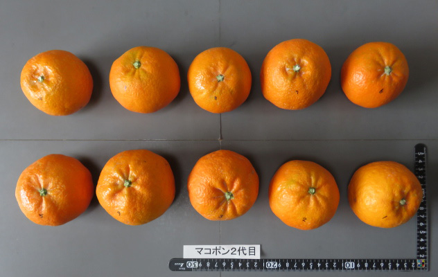 果实 (MAFF, Japan)