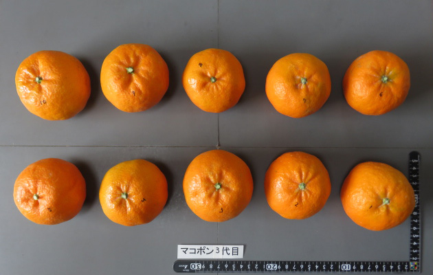 果实 (MAFF, Japan)