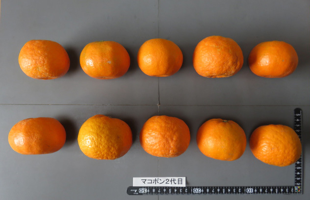 果实 (MAFF, Japan)