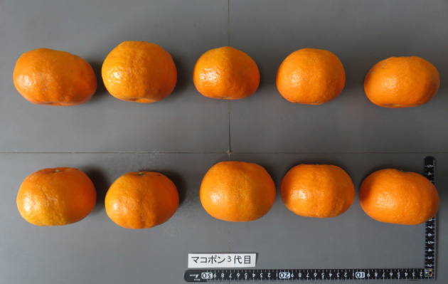 果实 (MAFF, Japan)