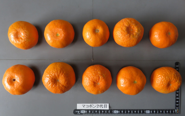 树体 (MAFF, Japan)