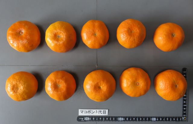 果实 (MAFF, Japan)