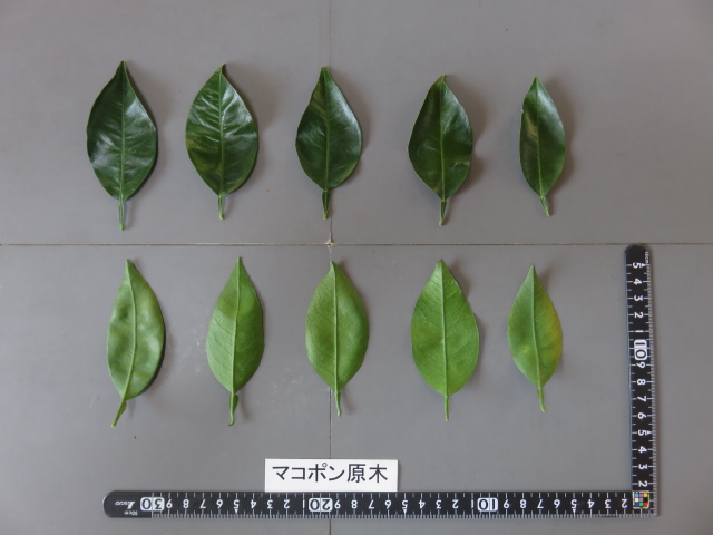 果实 (MAFF, Japan)