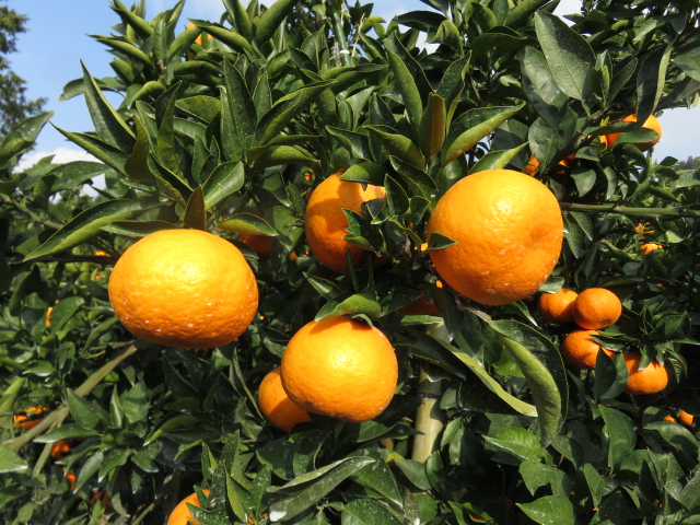 果实 (MAFF, Japan)