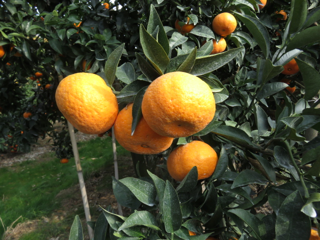 果实 (MAFF, Japan)