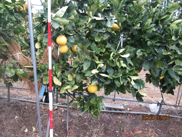 树体 (MAFF, Japan)