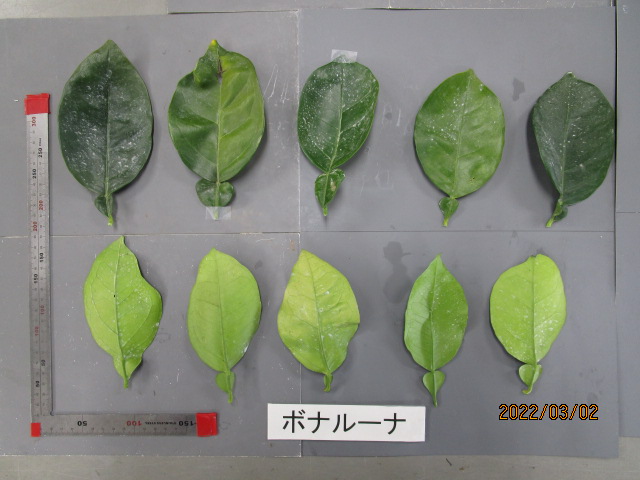 果实 (MAFF, Japan)