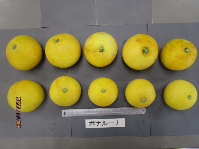 果实 (MAFF, Japan)