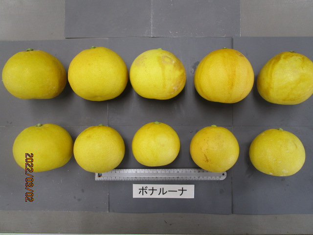 果实 (MAFF, Japan)