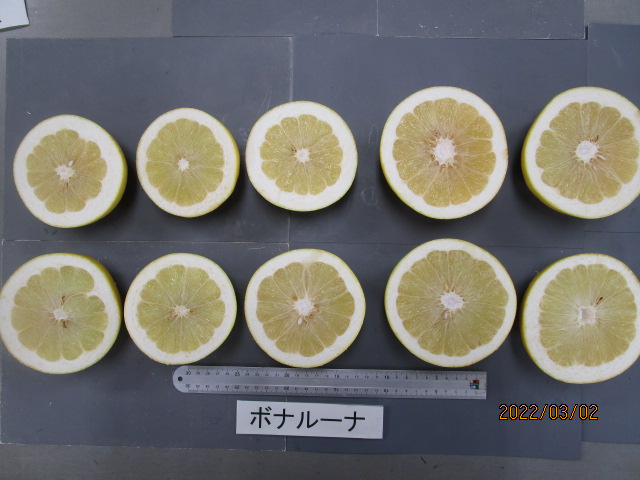 果实 (MAFF, Japan)