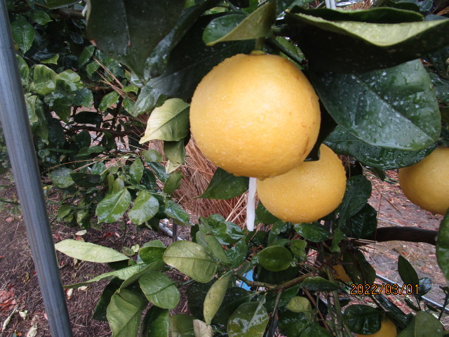 果实 (MAFF, Japan)