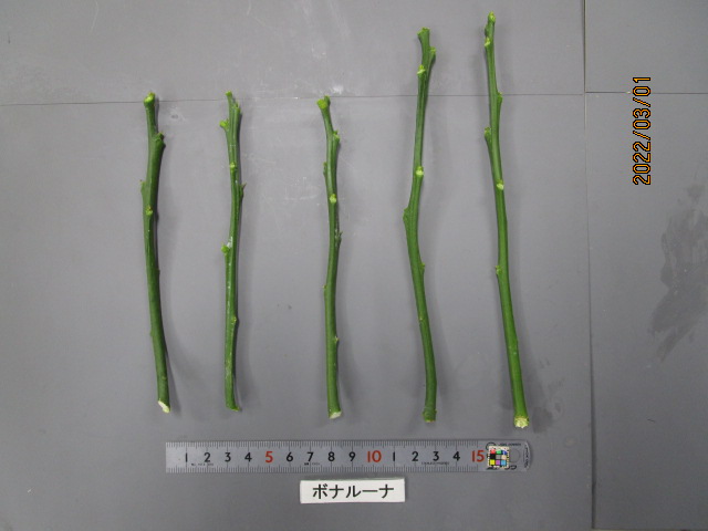 果实 (MAFF, Japan)