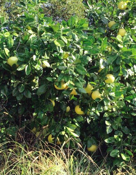 树体 (MAFF, Japan)