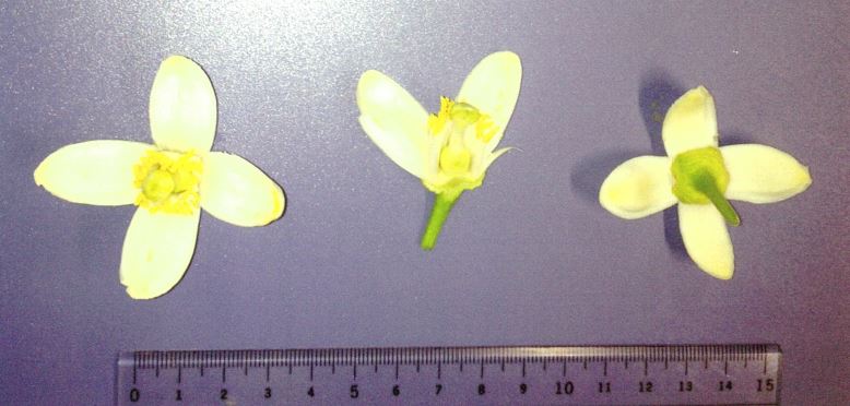 果实 (MAFF, Japan)