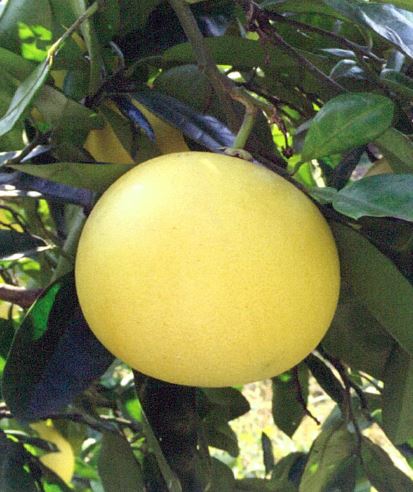 果实 (MAFF, Japan)