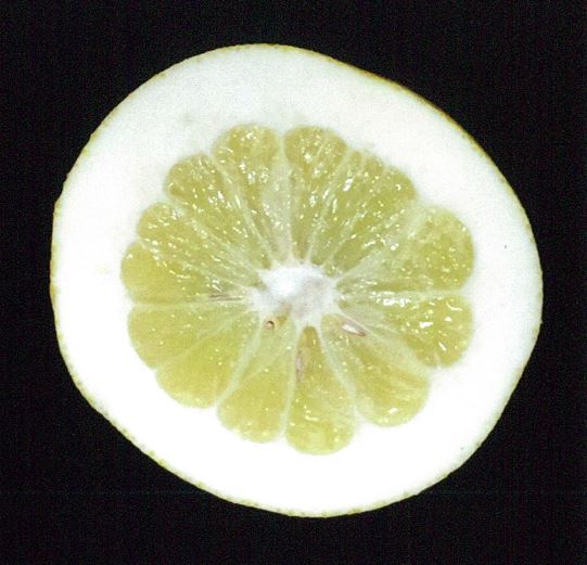 果实 (MAFF, Japan)