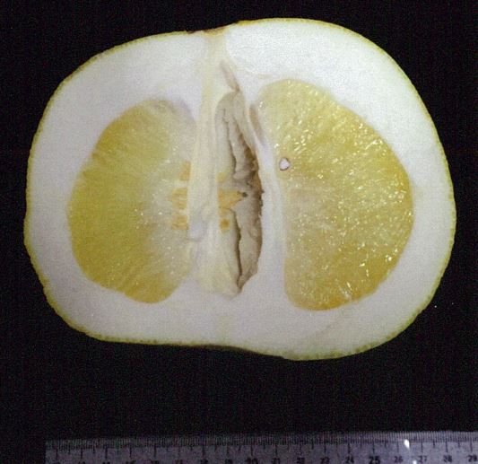 果实 (MAFF, Japan)