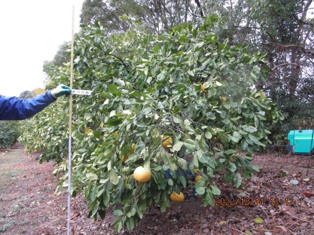 树体 (MAFF, Japan)