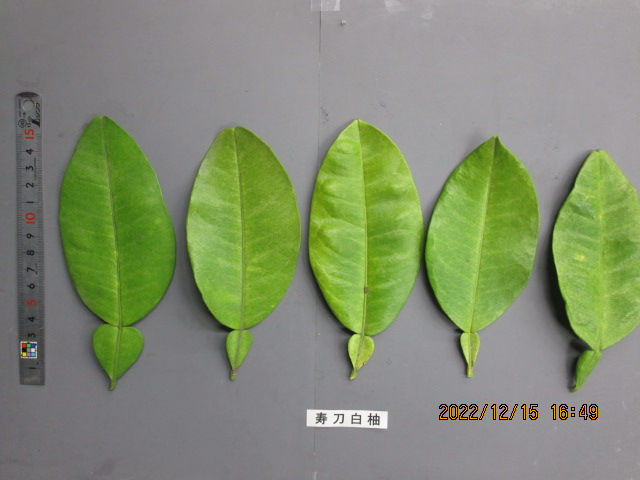 果实 (MAFF, Japan)