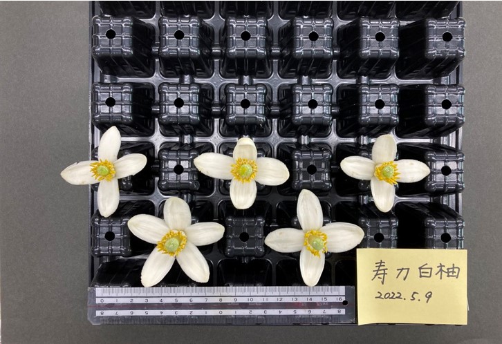 果实 (MAFF, Japan)