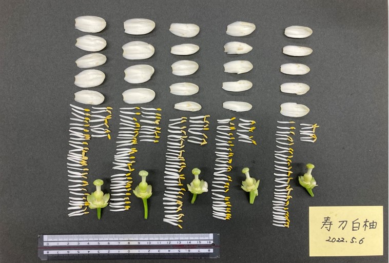 果实 (MAFF, Japan)