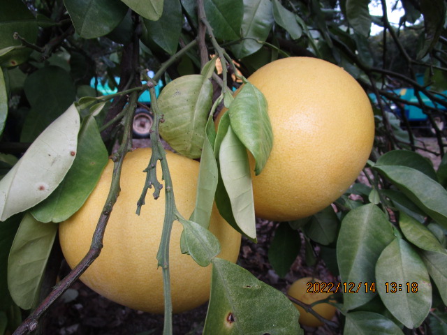 果实 (MAFF, Japan)