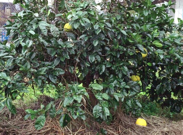 树体 (MAFF, Japan)