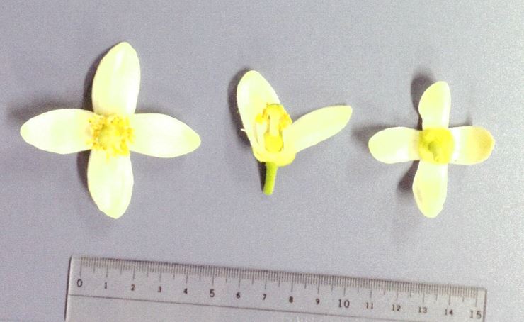 果实 (MAFF, Japan)