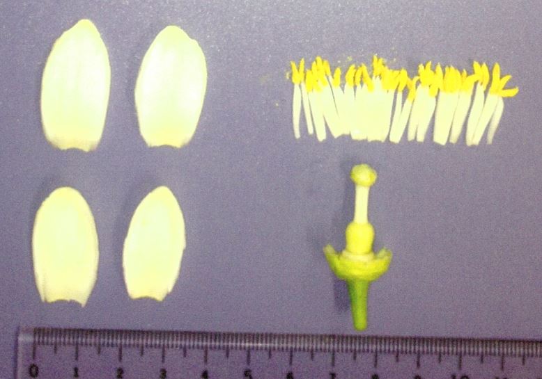 果实 (MAFF, Japan)