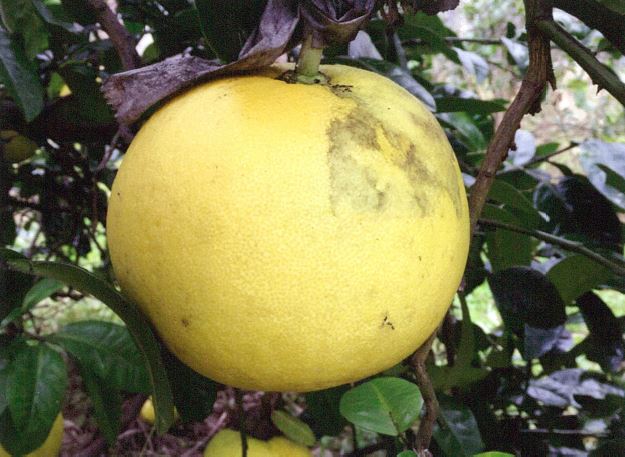 果实 (MAFF, Japan)