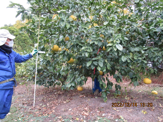 果实 (MAFF, Japan)