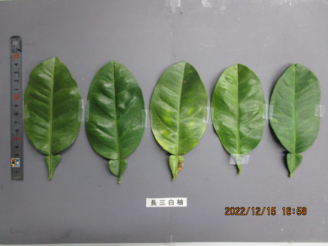 果实 (MAFF, Japan)