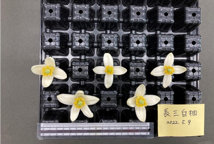 果实 (MAFF, Japan)