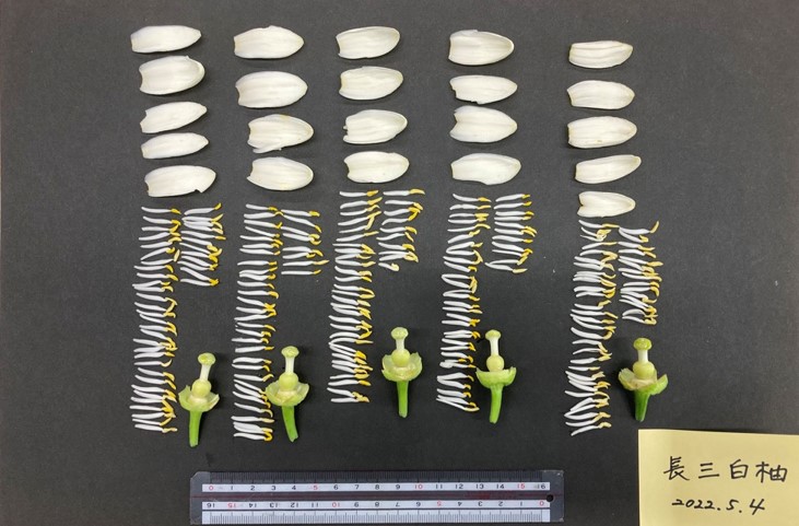 果实 (MAFF, Japan)