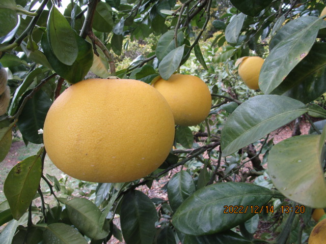 树体 (MAFF, Japan)