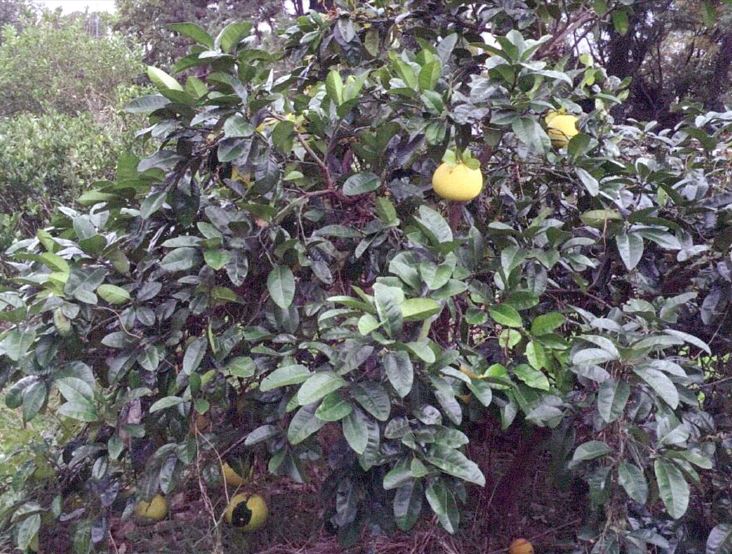 树体 (MAFF, Japan)