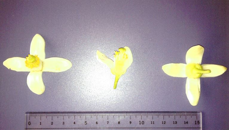 果实 (MAFF, Japan)