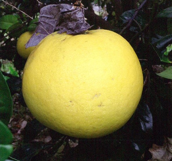 果实 (MAFF, Japan)