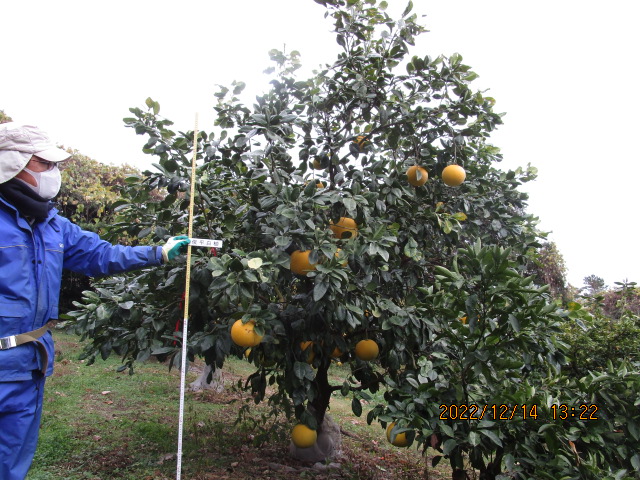 树体 (MAFF, Japan)